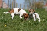 JACK RUSSEL 094